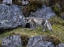 Picture of NORWAY, SVALBARD, PRINS KARLS FORLAND