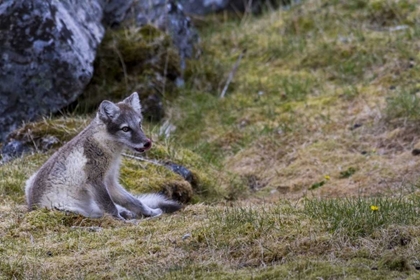 Picture of NORWAY, SVALBARD, PRINS KARLS FORLAND