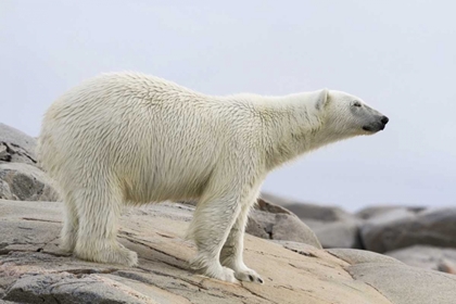 Picture of NORWAY, SVALBARD POLAR BEAR STANDING