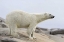 Picture of NORWAY, SVALBARD POLAR BEAR STANDING