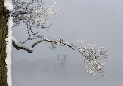 Picture of CANADA, OTTAWA, FROSTY BRANCHES IN FOG