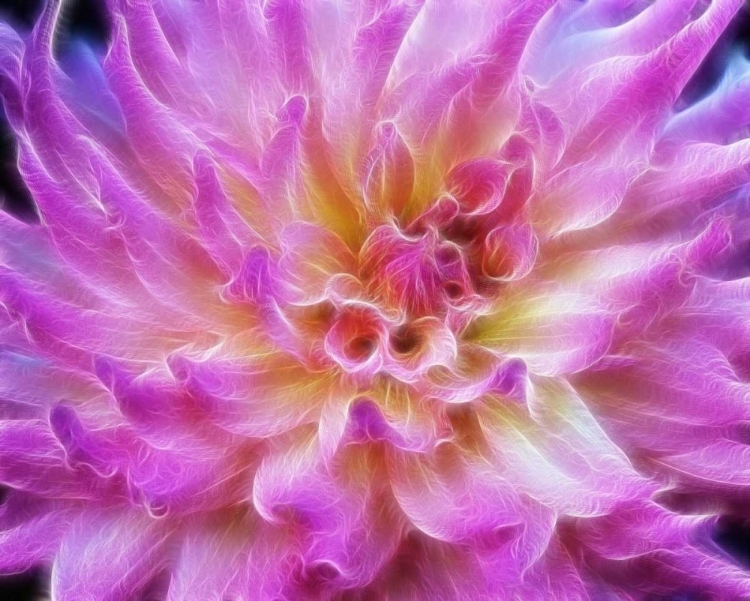 Picture of OREGON ABSTRACT OF DIGITALLY ALTERED PINK DAHLIA