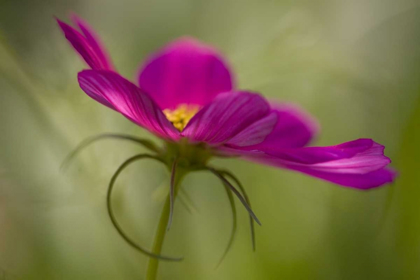Picture of MAINE, HARPSWELL PINK COSMOS FLOWER