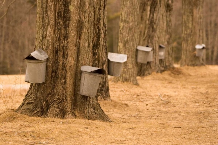 Picture of MAINE, HARPSWELL TAPPING MAPLE TREES