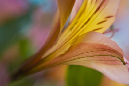 Picture of MAINE, HARPSWELL PINK AND YELLOW LILY