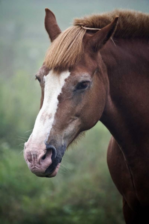 Picture of MAINE, HARPSWELL HORSE ON A FOGGY DAY