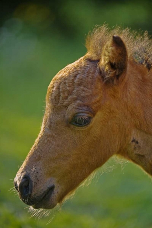 Picture of MAINE, BATH MINIATURE HORSE AT SUNSET