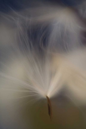 Picture of MAINE, HARPSWELL ABSTRACT MILKWEED SEEDS