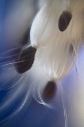 Picture of MAINE, HARPSWELL ABSTRACT MILKWEED SEEDS