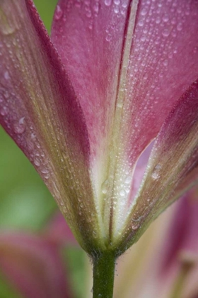 Picture of MAINE, HARPSWELL PINK LILY COVERED IN DEW