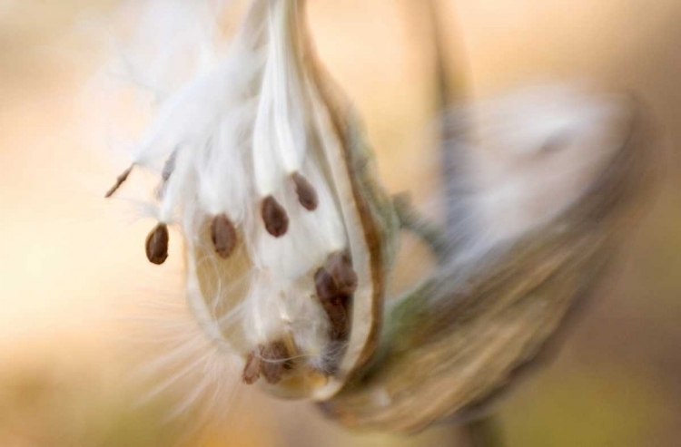 Picture of MAINE, HARPSWELL MILKWEED SEEDS IN AUTUMN