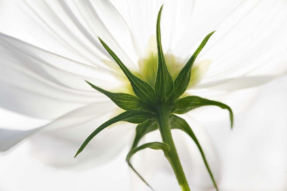 Picture of ME, HARPSWELL UNDERSIDE OF A WHITE COSMOS
