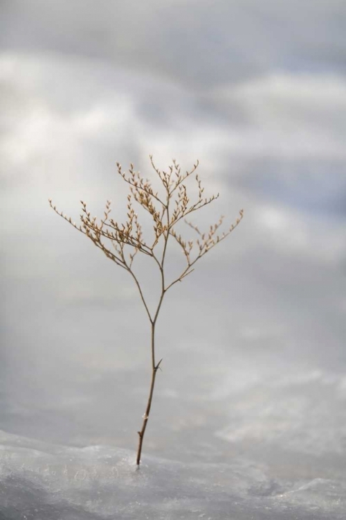 Picture of ME, HARPSWELL SPRIG OF SEA LAVENDER IN ICE