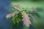 Picture of MAINE, HARPSWELL OAK LEAVES IN EARLY AUTUMN