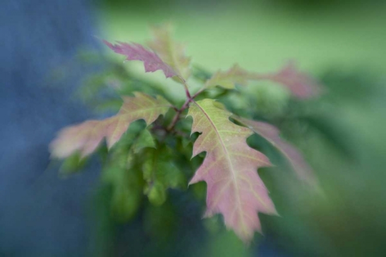 Picture of MAINE, HARPSWELL OAK LEAVES IN EARLY AUTUMN