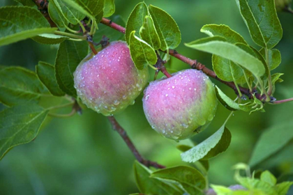 Picture of MAINE, HARPSWELL DEW-COVERED APPLES ON TREE