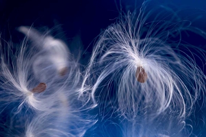 Picture of MAINE, HARPSWELL MILKWEED SEEDS ON A MIRROR