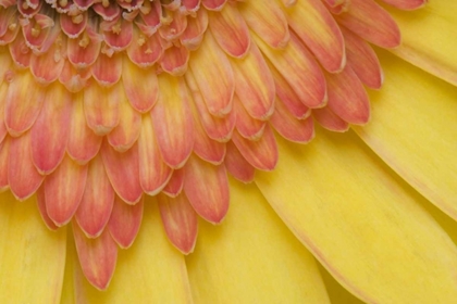Picture of ME, HARPSWELL YELLOW AND PINK GERBERA DAISY