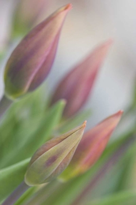 Picture of ME, HARPSWELL TULIP BUDS IN A FLOWER GARDEN