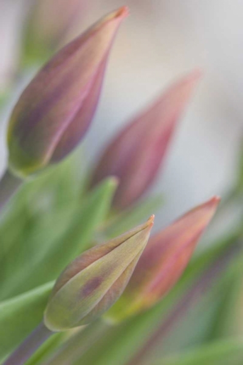 Picture of ME, HARPSWELL TULIP BUDS IN A FLOWER GARDEN