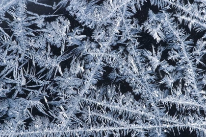 Picture of ME, HARPSWELLICE PATTERNS ON A WINTER WINDOW