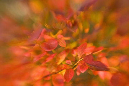 Picture of ME, HARPSWELL IMPRESSIONISTIC AUTUMN FOLIAGE