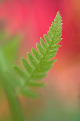 Picture of USA, MAINE, HARPSWELL NEWLY-EMERGED FERN LEAF