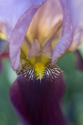 Picture of USA, MAINE, HARPSWELL CLOSE-UP OF IRIS FLOWER