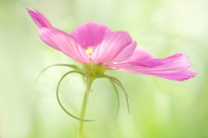 Picture of USA, MAINE, HARPSWELL CLOSE-UP OF A PINK COSMOS