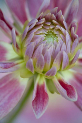 Picture of MAINE, HARPSWELL CLOSE-UP OF PINK DAHLIA FLOWER