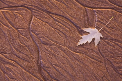 Picture of MAINE, PHIPPSBURG LEAF ON POPHAM BEACH, SUNRISE