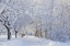 Picture of MAINE, HARPSWELL HEAVY SNOWFALL ON BEAR PAW ROAD