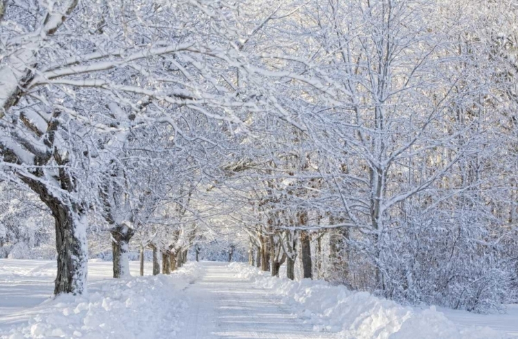 Picture of MAINE, HARPSWELL HEAVY SNOWFALL ON BEAR PAW ROAD