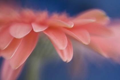 Picture of MAINE, HARPSWELL ABSTRACT OF PINK GERBERA FLOWER