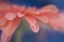 Picture of MAINE, HARPSWELL ABSTRACT OF PINK GERBERA FLOWER