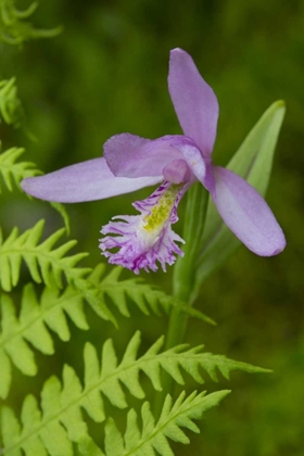 Picture of CANADA, QUEBEC, SNAKE-MOUTH ORCHID