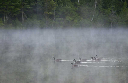 Picture of CANADA, QUEBEC CANADA GEESE IN FOG