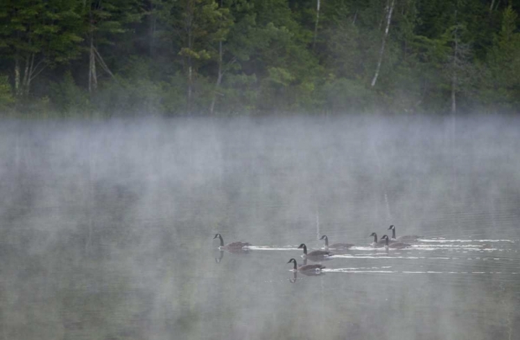 Picture of CANADA, QUEBEC CANADA GEESE IN FOG