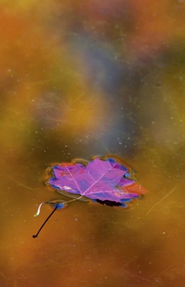 Picture of CANADA, QUEBEC AUTUMN LEAF ON POND