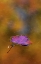 Picture of CANADA, QUEBEC AUTUMN LEAF ON POND