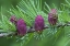 Picture of CANADA, QUEBEC TAMARACK TREE CONES