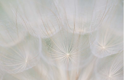 Picture of CANADA, QUEBEC, GOATS BEARD SEED HEAD