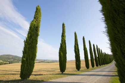 Picture of ITALY, TUSCANY ROAD AND CYPRESS TREES