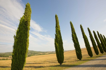 Picture of ITALY, TUSCANY ROAD AND CYPRESS TREES