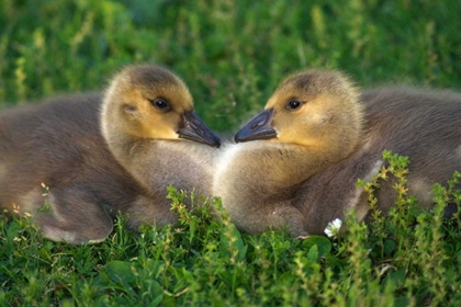 Picture of CA, LAKESIDE, CANADA GOSLINGS THAT FORM A HEART