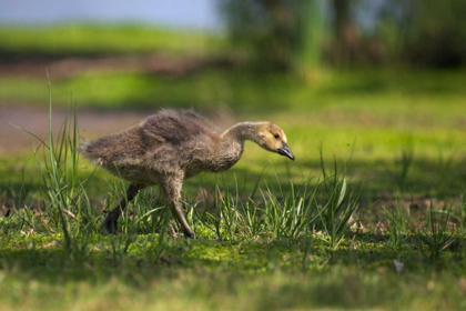 Picture of CA, SAN DIEGO, LAKESIDE, CANADIAN GOOSE GOSLING