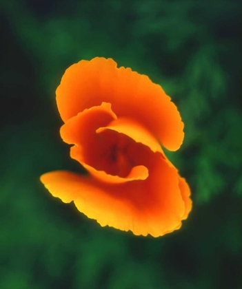 Picture of CA, CALIFORNIA POPPY, THE OFFICIAL STATE FLOWER