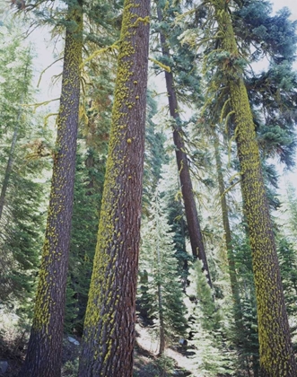 Picture of CA, OLD-GROWTH RED FIR TREES IN THE HIGH SIERRA