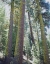 Picture of CA, OLD-GROWTH RED FIR TREES IN THE HIGH SIERRA