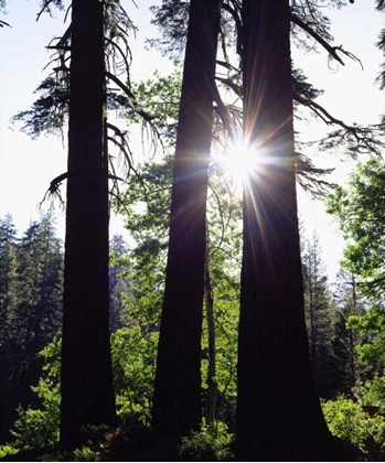 Picture of CA, OLD-GROWTH RED FIR TREES IN THE HIGH SIERRA